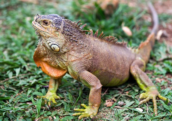 vahşi iguana