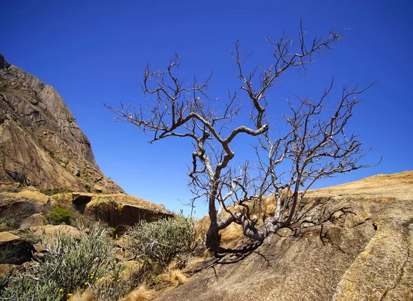 Kayalarda kuru ağaç
