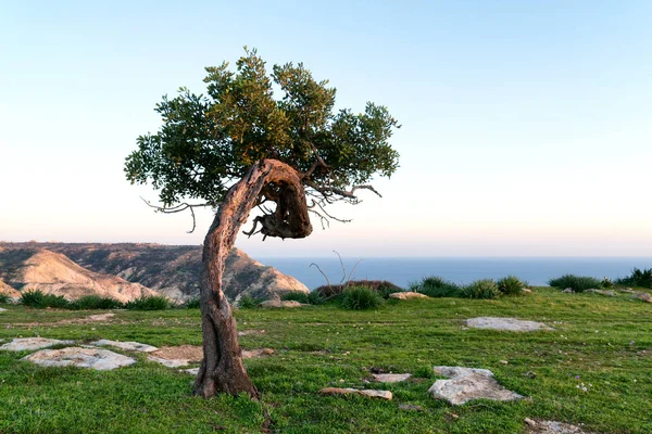 Tepede yalnız keçiboynuzu ağacı — Stok fotoğraf