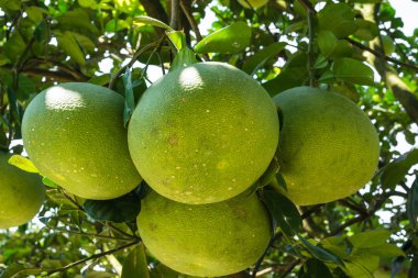 Tayland pomelo meyve