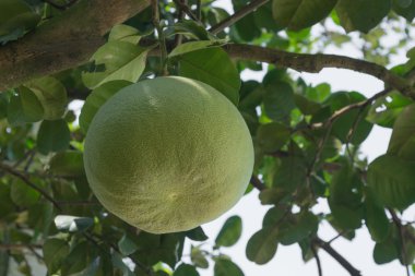 Pomelo meyve Thauland
