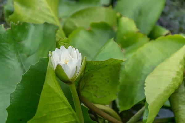 Nahaufnahme Lotusblume und Lotusblume Pflanzen — Stockfoto