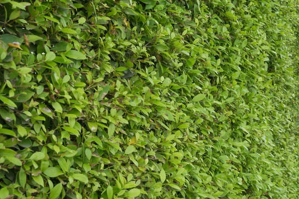 Nahaufnahme grüner Hintergrund — Stockfoto