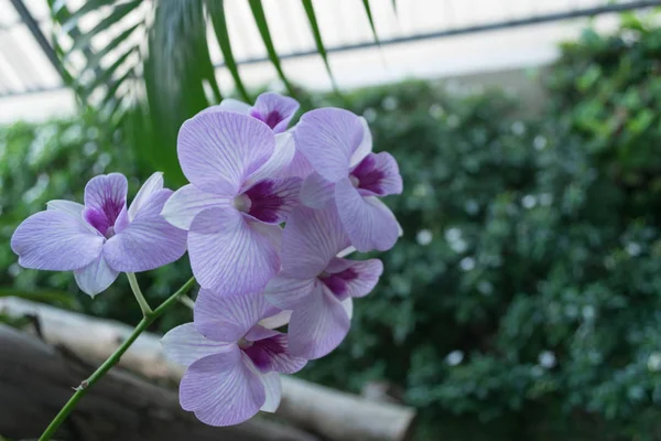 Hermosas orquídeas púrpuras en la garde — Foto de Stock