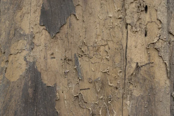 close up of termite damage on old wooden