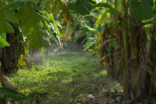 Plantación de árbol de plátano — Foto de Stock