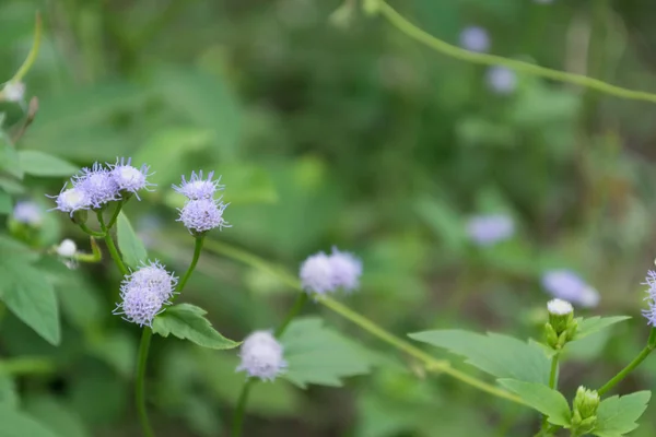 Violet flowers in green natural burr background — Stock Photo, Image