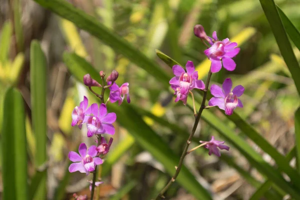 Nära håll rosa blomma i trädgården. — Stockfoto