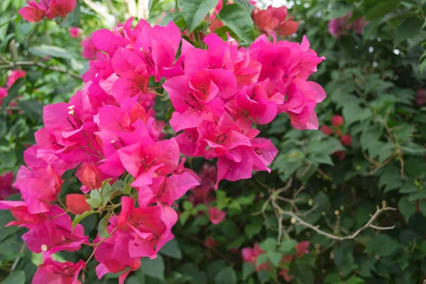 Autumn flowers in a city park in northern Israel. Nature blooms in 