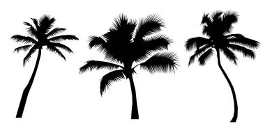 Gerçekçi palmiye ağacı Silhouettes