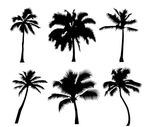 Set tropical palm trees with leaves, mature and young plants, black silhouettes isolated on white background. — Stock Photo, Image