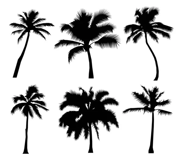 Set de palmeras tropicales de cocoteros silueta negra, signo natural, sobre fondo blanco Diseño plano Ilustración —  Fotos de Stock