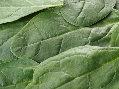 Taze, parlak ıspanak yaprakları.. 