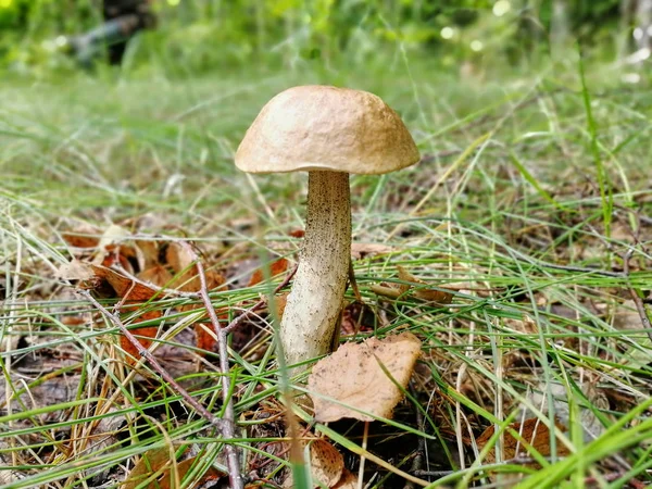 Schöner Pilz wächst im Wald zwischen Gras und Blättern — Stockfoto