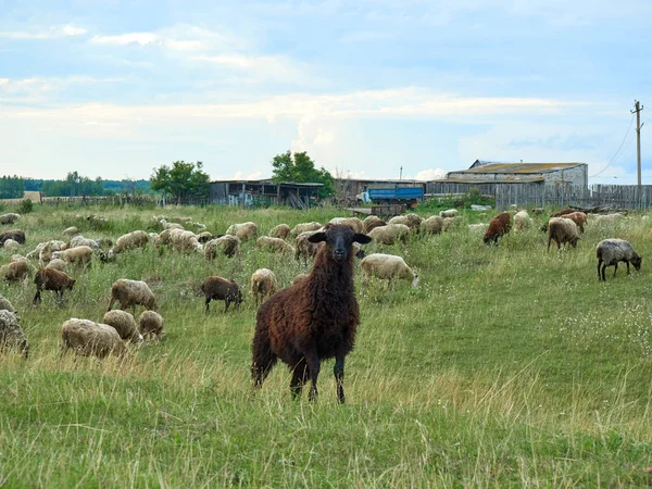 Black sheep surrounded by herds grazes in the village in summer