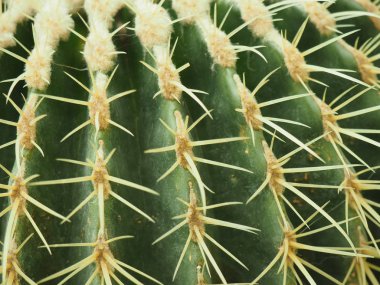 Yakından dikenli yeşil kaktüs. Kalıp olarak kullanılabilir.