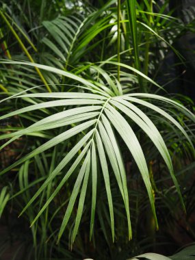 Tropikal ormanda yeşil palmiye yaprakları. Dypsis lutescens bitkisi, ayrıca altın baston, areca, sarı kelebek palmiyesi, pankart olarak da bilinir.