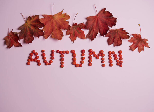 Слово Осень выстлано горным пеплом на розовом бумажном фоне и опавших листьях клена
