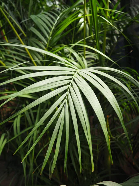 Tropikal ormanda yeşil palmiye yaprakları. Dypsis lutescens bitkisi, ayrıca altın baston, areca, sarı kelebek palmiyesi, pankart olarak da bilinir.