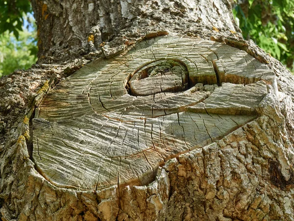 El primer plano cortado en el árbol en verano —  Fotos de Stock