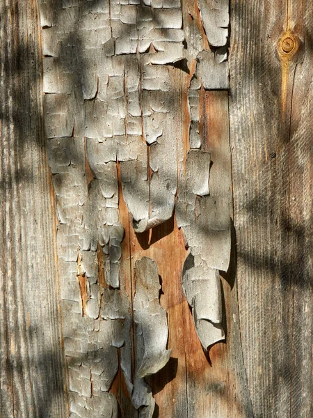 Old shabby wooden wall with a tree shadow falling on it — Stock Photo, Image