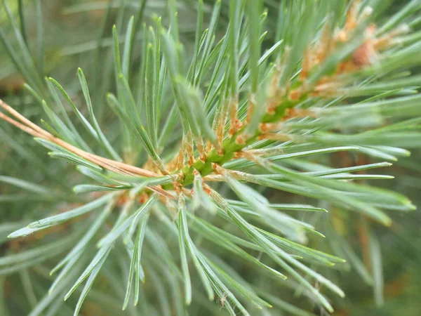 Close-up photo of pine branch. Royalty Free Stock Photos