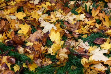Sonbaharda parkın çimlerine düşen yapraklar.