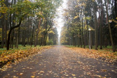 Sonbaharda parka giden yol.