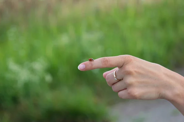 Nyckelpiga på fingret på en flicka på sommaren — Stockfoto