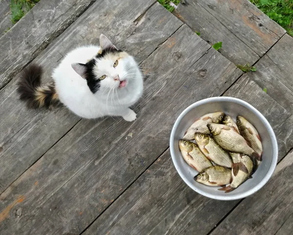 Кот ест живую рыбу. Рыбный улов. Кормление кошки рыбой — стоковое фото