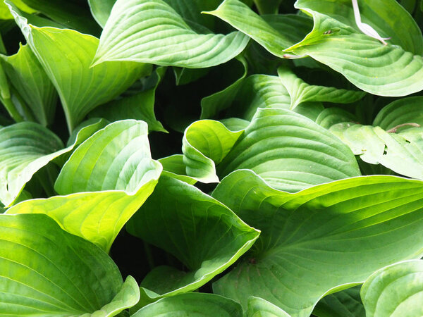 Green leaf texture. Leaf texture background