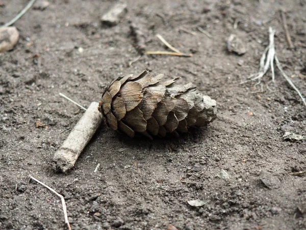 FIR Cone liggande på marken — Stockfoto