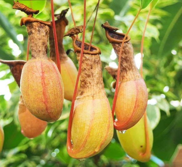 torba tropik böcekçil bitkiler, nepenthes yakalamak