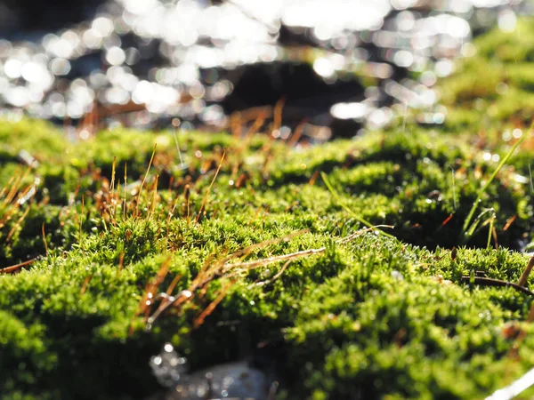 Muschio Verde Brillante Sfondato Neve All Inizio Della Primavera — Foto Stock