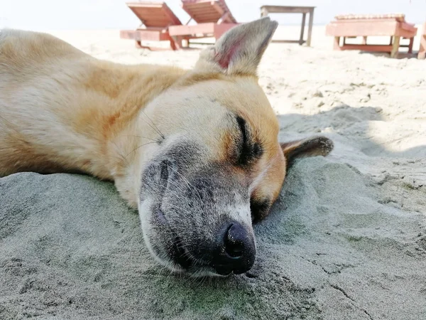 Közelkép Egy Kutya Alszik Homokban Strand Nap Alatt — Stock Fotó