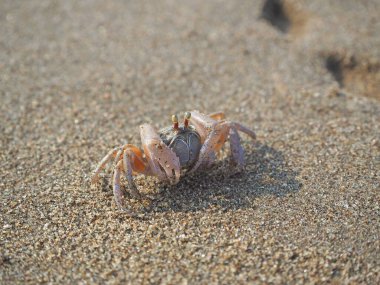 Kumsalda kum yengeci Sabahları kapanıyor