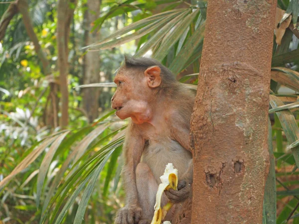 Mono Selva Está Sentado Árbol Comiendo Plátano — Foto de Stock
