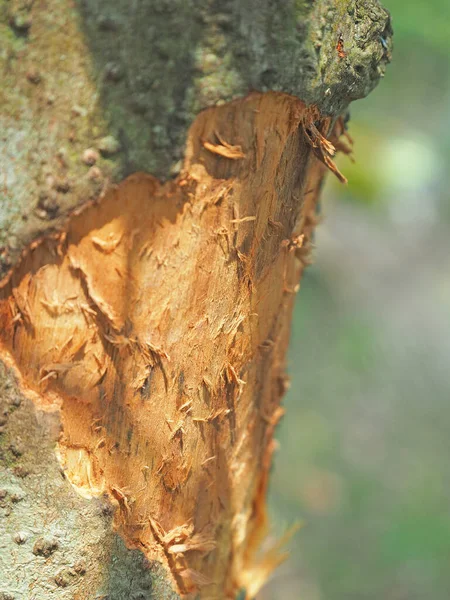 Primer Plano Del Árbol Canela Especias Con Corteza Parcialmente Cortada —  Fotos de Stock