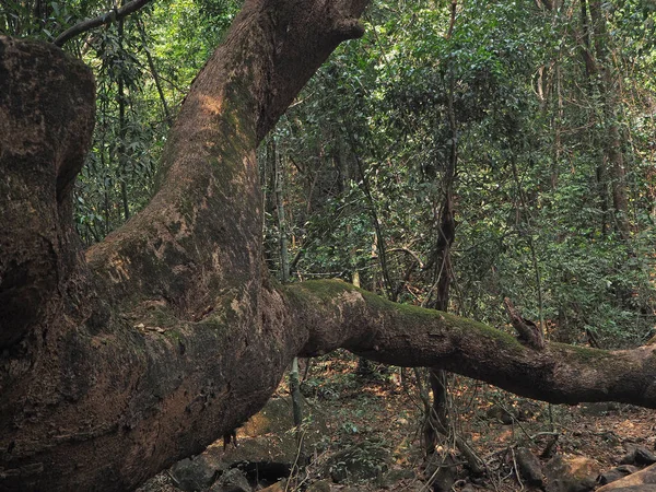 Perto Uma Grande Árvore Crescendo Selva — Fotografia de Stock