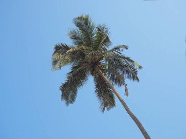 Hindistan cevizi ağacının en dipten görünüşü. Tatil ve tropik yerler kavramı