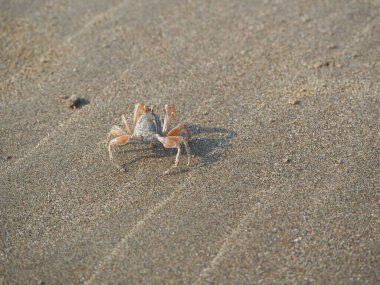 Kumsalda kum yengeci Sabahları kapanıyor
