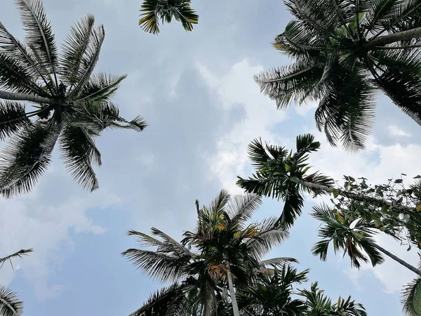 Vista Dos Coqueiros Baixo Para Cima Conceito Férias Lugares Tropicais — Fotografia de Stock