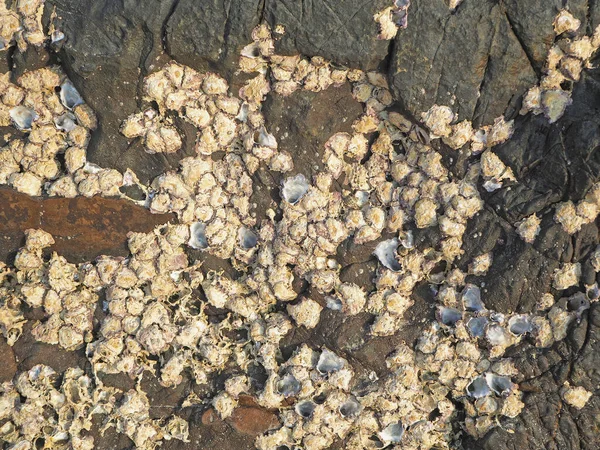 Naturalna Faktura Kamieni Koralowych Skał Pobliżu Brzegu Morza Zbliżenie — Zdjęcie stockowe