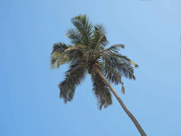 Vista Coqueiro Baixo Para Cima Conceito Férias Lugares Tropicais — Fotografia de Stock