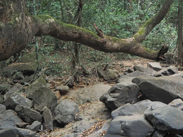 Uma Bela Paisagem Com Uma Árvore Enorme Selva Secou Pedras — Fotografia de Stock