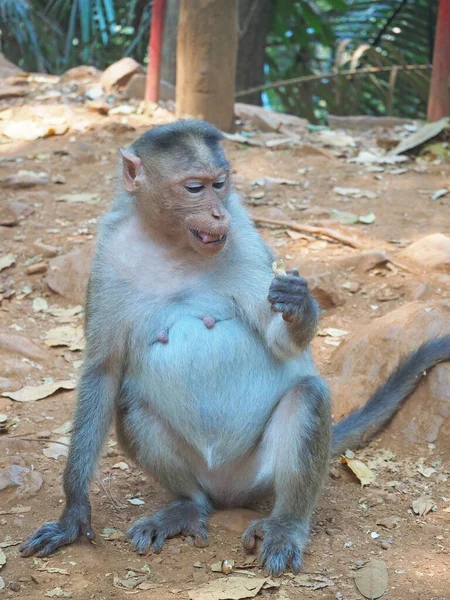 Macaco Fêmea Senta Chão Selva — Fotografia de Stock