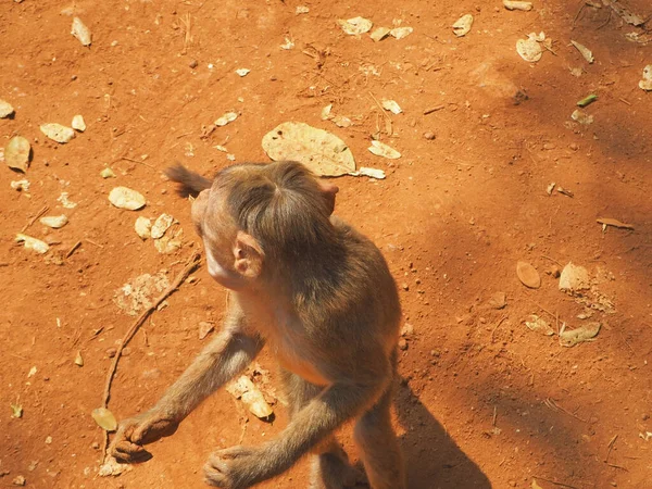 Top View Monkey Standing Its Rear Legs — стоковое фото