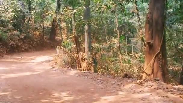 Ένας Σκονισμένος Και Βραχώδης Δρόμος Που Διασχίζει Ζούγκλα Διαπεριφερειακή Οδήγηση — Αρχείο Βίντεο