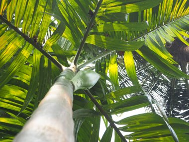 Palmiye ağacı, aşağıdan bir manzara. Yakın çekim.