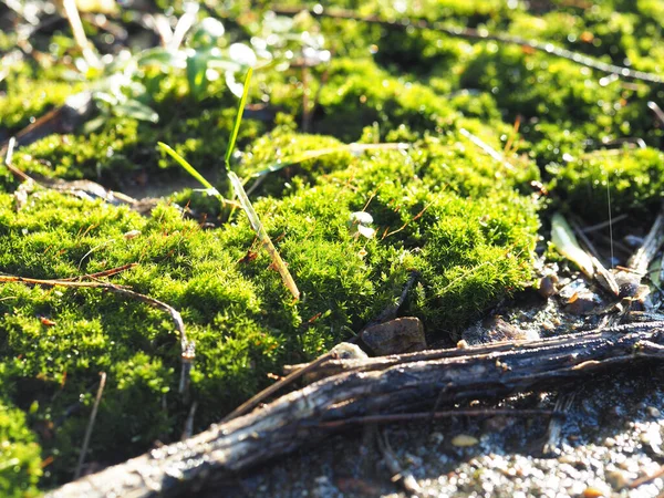 Muschio Verde Brillante Sfondato Neve All Inizio Della Primavera — Foto Stock